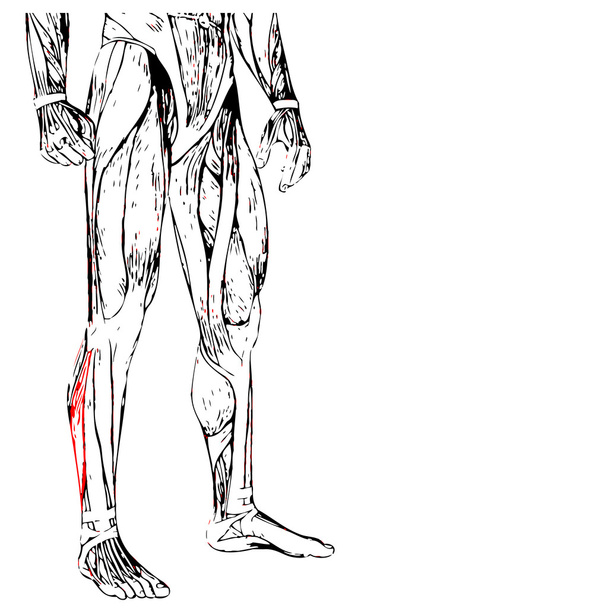 human lower legs anatomy - Photo, Image