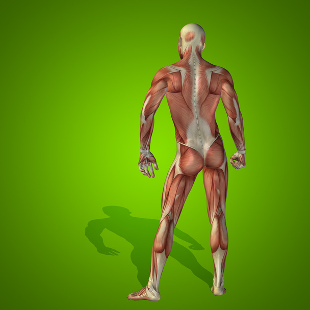 Έννοια ή εννοιολογική stong ανθρώπινη ή 3d ανατομία σώμα ανθρώπου με μυών για υγεία ή αθλητισμού πέρα από το πράσινο υπόβαθρο - Φωτογραφία, εικόνα