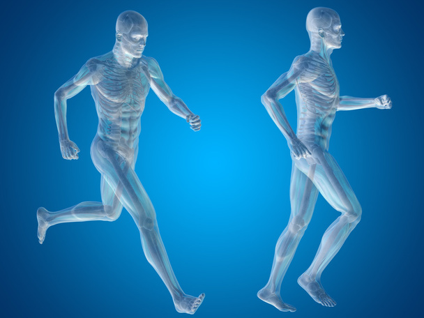 Conceito ou conceitual 3D homem humano ou esqueleto masculino anatomia corpo transparente sobre gradiente azul
 - Foto, Imagem
