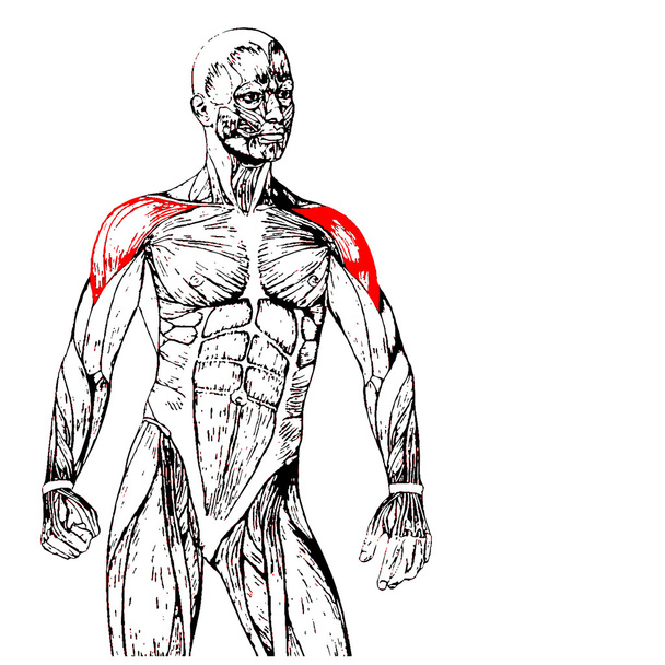 Borst menselijke anatomie - Foto, afbeelding