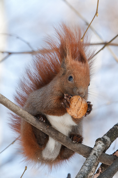 esquilo vermelho em uma árvore - Foto, Imagem