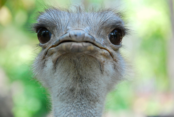 Close-up op een struisvogel - Foto, afbeelding