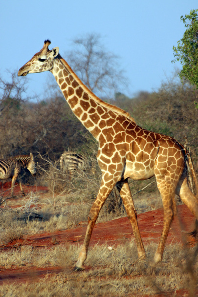 Giraffe in the savanna - Photo, Image