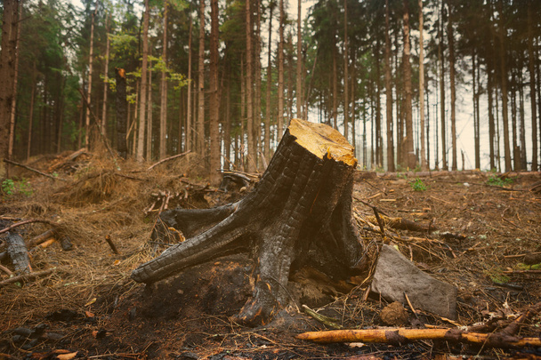 απανθρακωμένα πεύκο κούτσουρο στο δάσος - Φωτογραφία, εικόνα