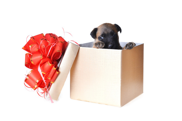 young puppy in gift box - Valokuva, kuva