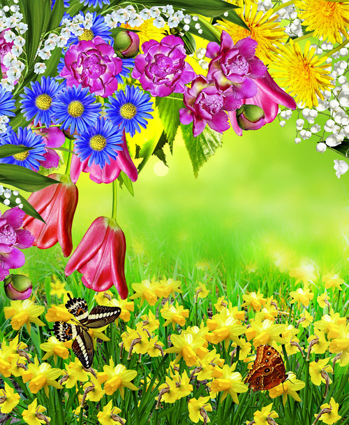 Рожеві і жовті квіти тюльпани і нарциси
 - Фото, зображення