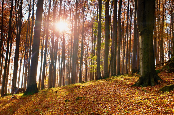 Ανατολή του ηλίου στο φθινόπωρο δάσος οξιάς και ο σφένδαμνος - Φωτογραφία, εικόνα