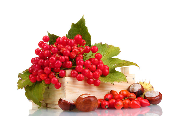 Red berries of viburnum in wooden box, chestnuts and briar isolated on whit - Фото, изображение