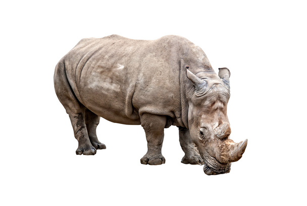 Носорог на белом фоне
 - Фото, изображение
