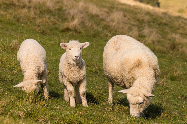 oveja con dos corderos pastando
 - Foto, Imagen