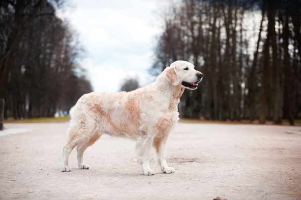 犬の品種ゴールデンレトリバー - 写真・画像