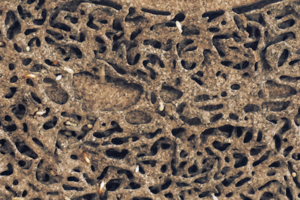 Grupo de termitas
 - Foto, Imagen