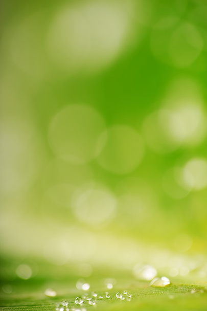 Textura de hoja verde y agua gotas fondo
 - Foto, imagen