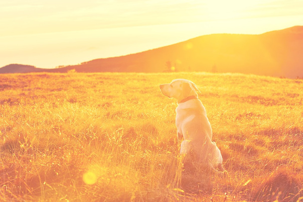 Dog at the sunset - Foto, Bild