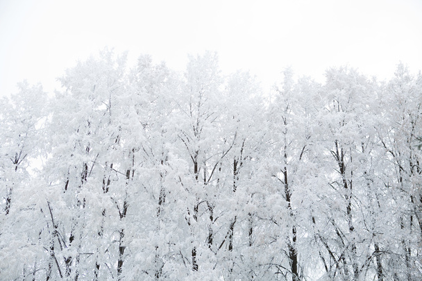 Winter park in snow - Foto, Imagem