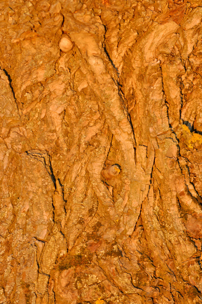 Древесная кора
 - Фото, изображение