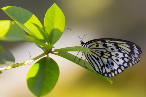 Motyl i liście zielone - Zdjęcie, obraz
