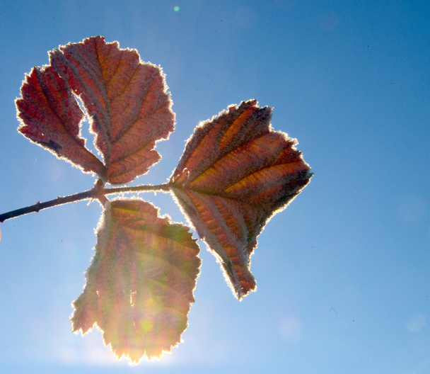 El primer noviembre la helada sobre las hojas
 - Foto, Imagen