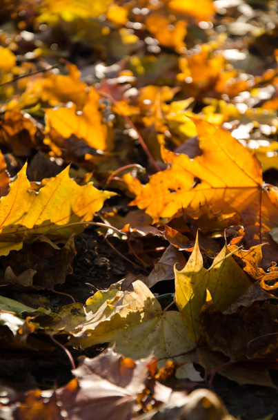 grauer Herbst - Foto, Bild