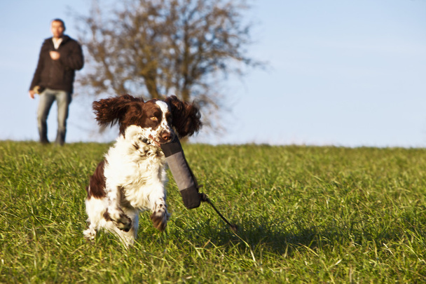 Dogtraining avec English Springer Spaniel
 - Photo, image