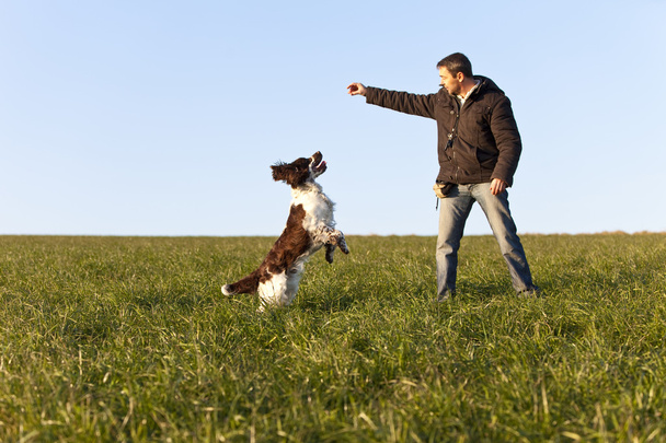 Hundetraining mit englischem Springspaniel - Foto, Bild