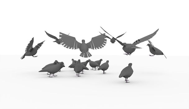 Pigeons volants, isolés sur blanc
 - Photo, image
