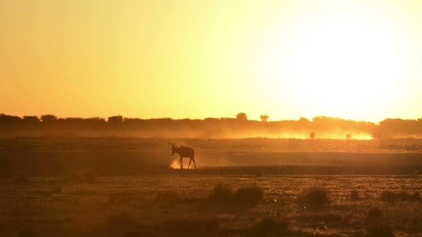 Afrika zonsondergang Impala - Video