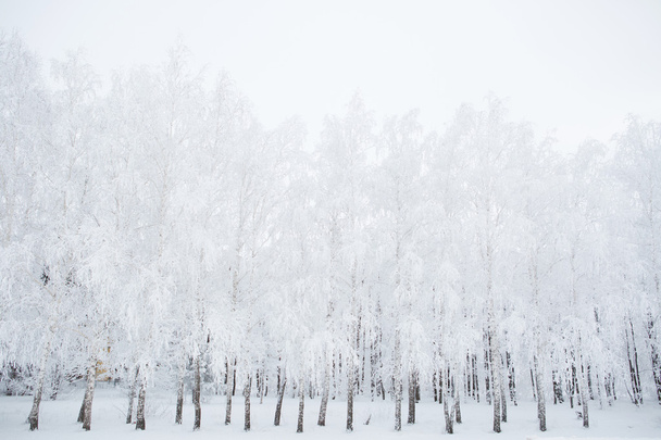 Alone frozen tree - Photo, Image
