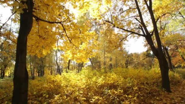 Jesienny Park. Złota jesień. Żółte liście. Charakter typowo ukraińskiej upadku. -Wideo - Materiał filmowy, wideo