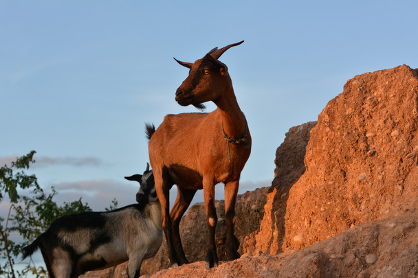 Cabras enanas marrones
 - Foto, imagen