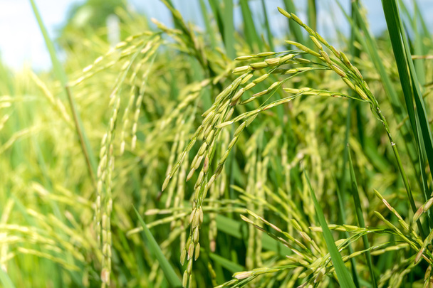 Champ de semis de riz en Thaïlande
 - Photo, image