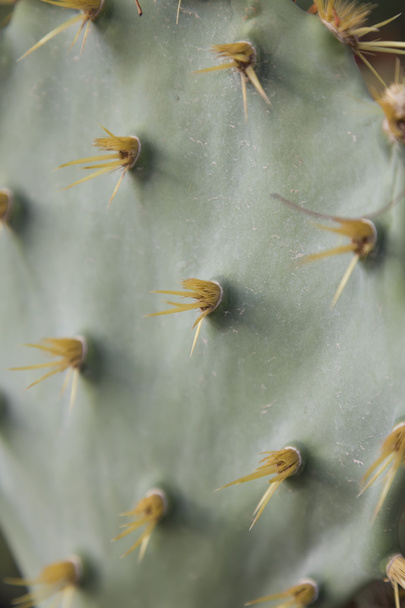Cactus opuntia thorns - Fotoğraf, Görsel