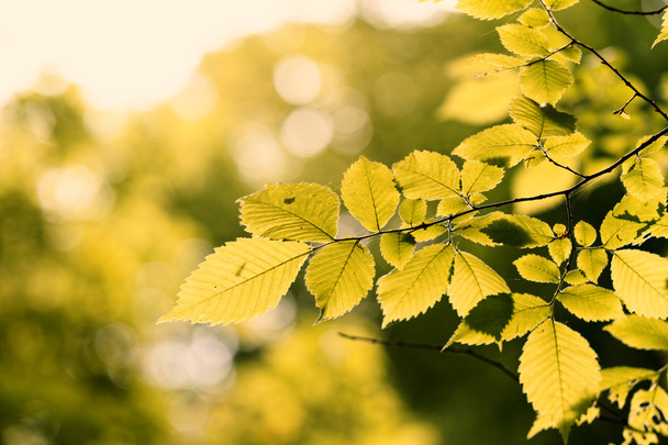 green leaves on tree - Фото, зображення