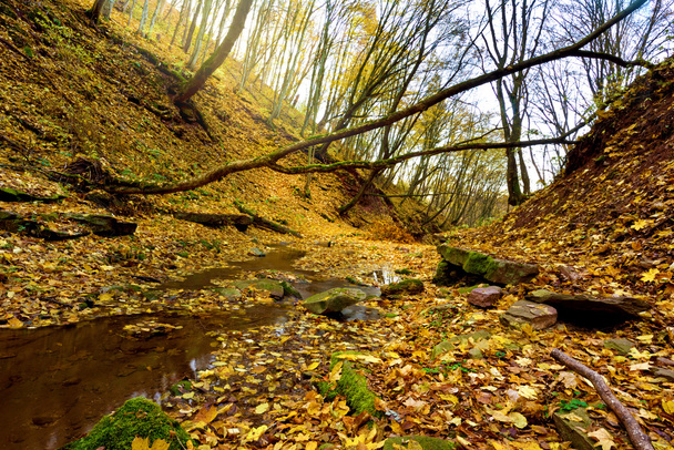Mystical landscape in the autumn forest (light, good and evil, e - Foto, imagen