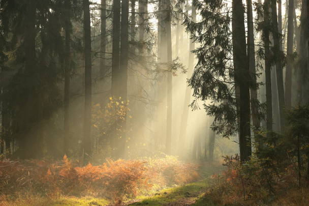 Herfst naaldhout bos - Foto, afbeelding