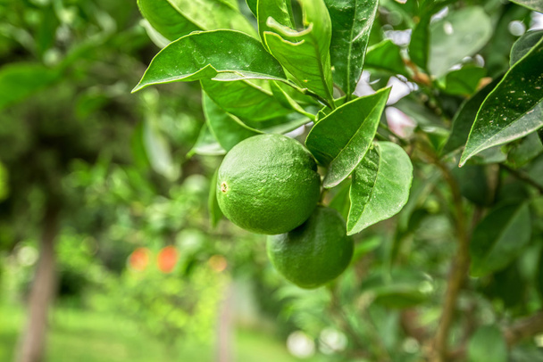 レモンの木に果物 - 写真・画像