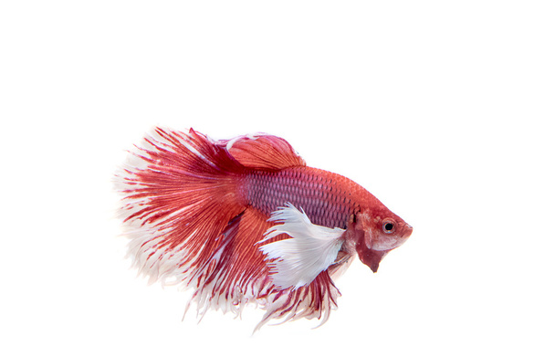 красная сиамская боевая рыба, бетта рыба, изолированная на белой заднице
 - Фото, изображение