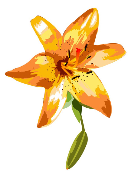 orangefarbene Lilie, Frühlingsblume auf weißem Hintergrund und Knospe. - Vektor, Bild