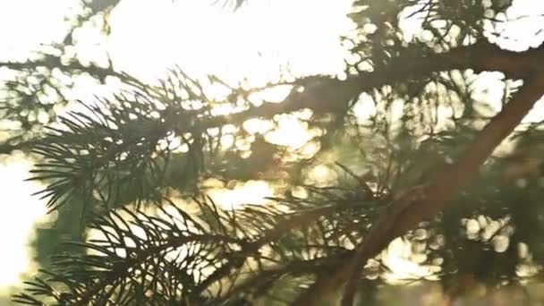 太陽の光とレンズ フレア、モミの木 - 映像、動画