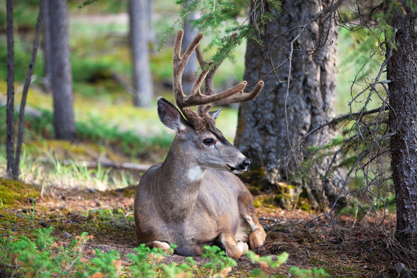 White Tail Deer Resting - Photo, Image