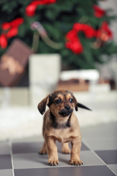 puppy on carpet on Christmas background - Photo, image