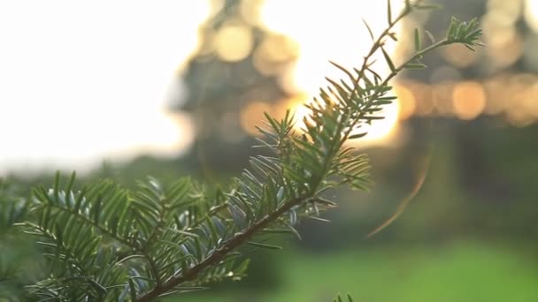 Zonlicht en lens flare, fir tree - Video