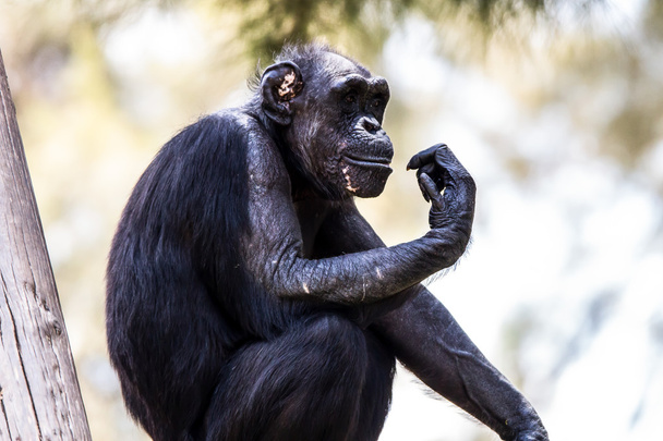 η μαϊμού στοχαστής - Φωτογραφία, εικόνα