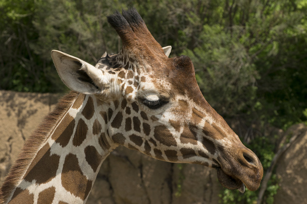Profiili: Giraffe Head and Face
 - Valokuva, kuva