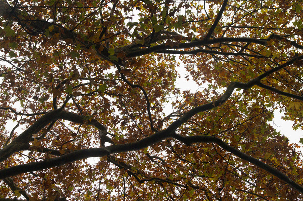 Belos ramos de árvore outono
 - Foto, Imagem