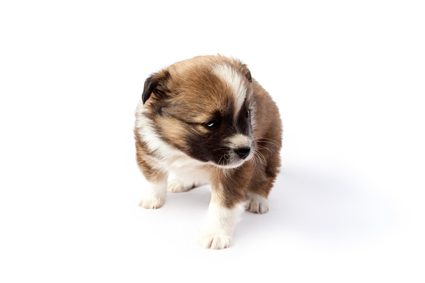 Carino cucciolo di razza su uno sfondo bianco
 - Foto, immagini