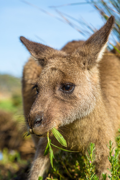 Австралійський кенгуру, їдять
 - Фото, зображення