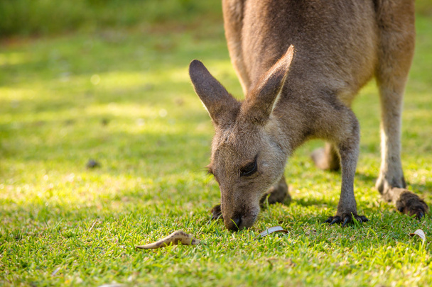 Australian Kangaroo eating - Photo, Image