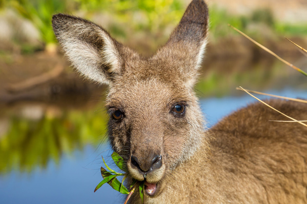 Australische Kängurus im Kieselstrand - Foto, Bild
