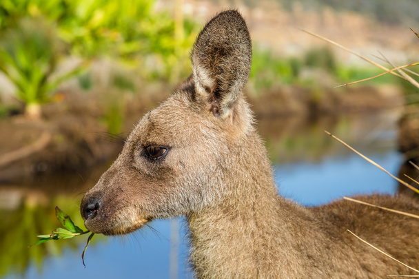 Australian Kangaroo New South Wales - Photo, Image